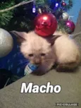 Fofinho