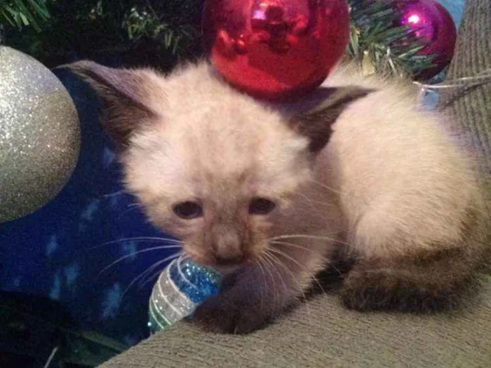 Gato ra a RND idade Abaixo de 2 meses nome Fofinho