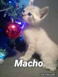 Teco