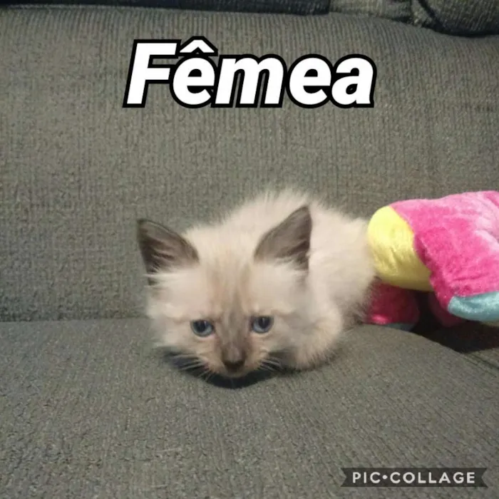 Gato ra a RND idade Abaixo de 2 meses nome Xuxu