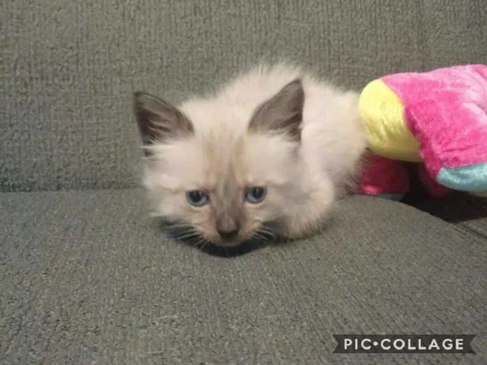 Gato ra a RND idade Abaixo de 2 meses nome Xuxu