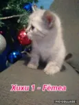 Xuxu