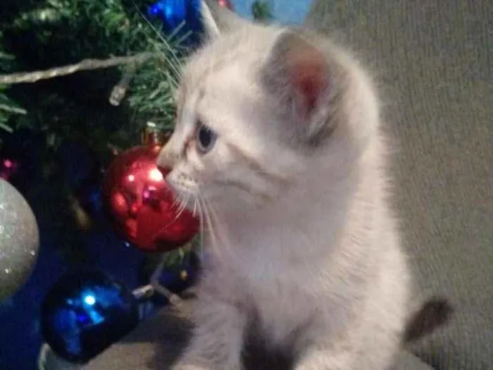 Gato ra a RND idade Abaixo de 2 meses nome Xuxu