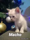Tico