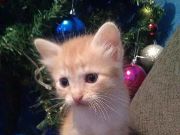 Gato ra a RND idade Abaixo de 2 meses nome Laranjinha