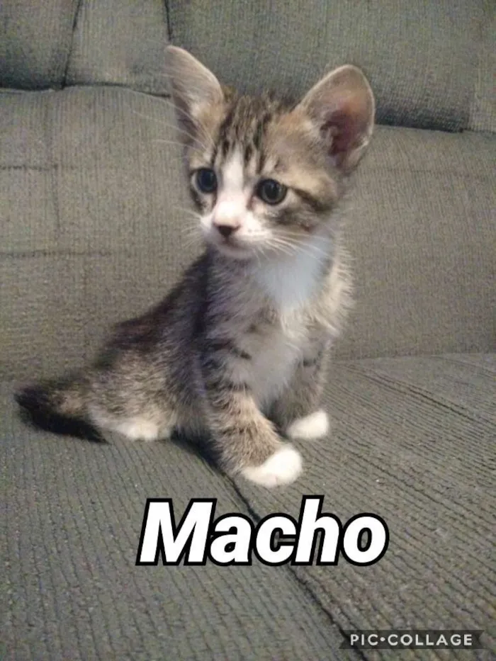 Gato ra a RND idade Abaixo de 2 meses nome Rajadinho