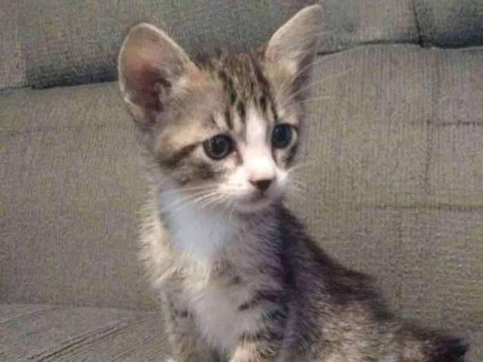 Gato ra a RND idade Abaixo de 2 meses nome Rajadinho