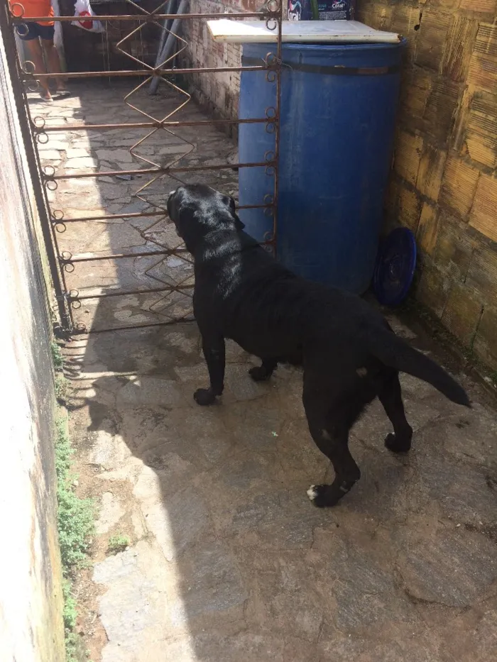 Cachorro raça Labrador com Dálmata  idade 3 anos nome Boris