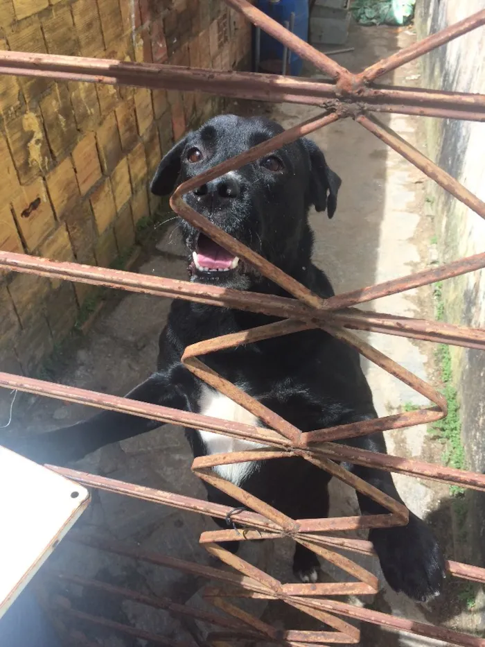 Cachorro raça Labrador com Dálmata  idade 3 anos nome Boris