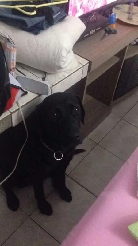 Cachorro ra a LABRADOR idade 1 ano nome KIARA