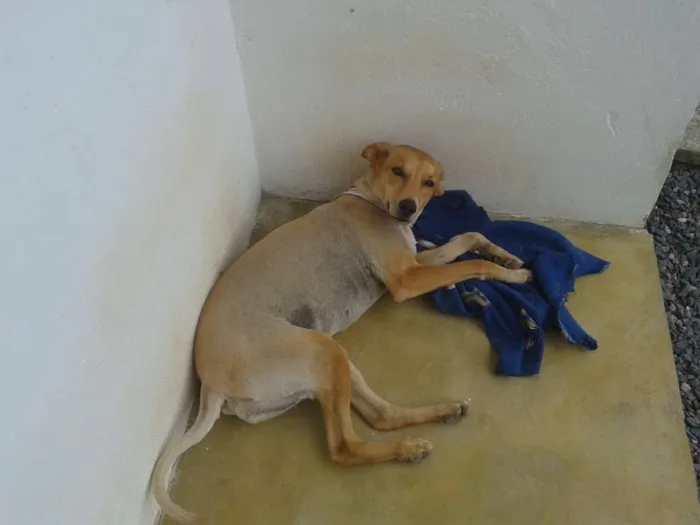 Cachorro ra a SRD idade 4 anos nome Lambis