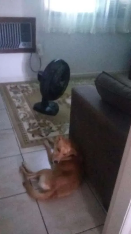Cachorro ra a SRD idade 4 anos nome Lambis