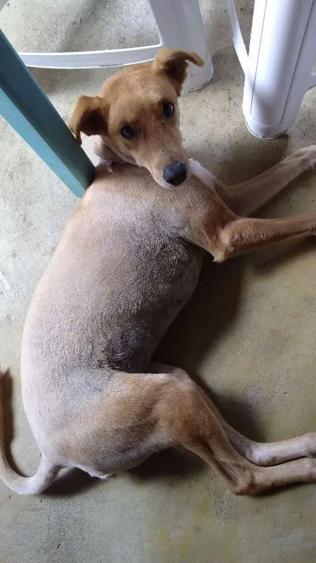 Cachorro ra a SRD idade 4 anos nome Lambis