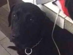Cachorro raça LABRADOR idade 1 ano nome KIARA