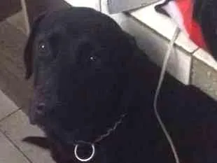 Cachorro ra a LABRADOR idade 1 ano nome KIARA