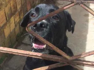 Cachorro raça Labrador com Dálmata  idade 3 anos nome Boris
