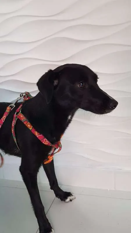 Cachorro ra a SRD idade 1 ano nome JULY