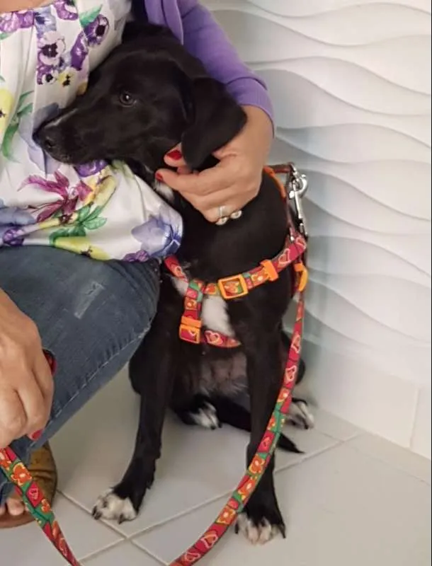 Cachorro ra a SRD idade 1 ano nome JULY