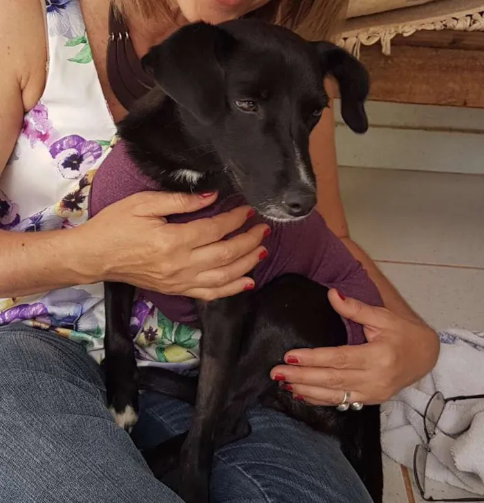 Cachorro ra a SRD idade 1 ano nome JULY