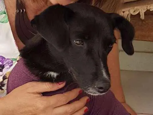 Cachorro ra a SRD idade 1 ano nome JULY