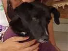 Cachorro raça SRD idade 1 ano nome JULY