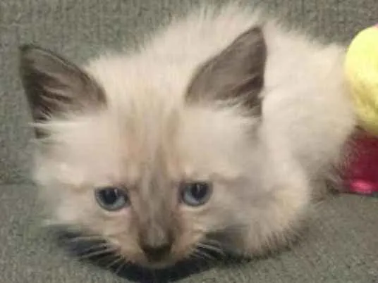 Gato ra a RND idade Abaixo de 2 meses nome Xuxu
