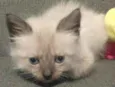 Xuxu