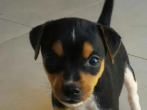 Cachorro raça Fox Paulistinha idade Abaixo de 2 meses nome Amora