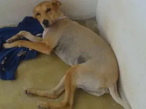 Cachorro raça SRD idade 4 anos nome Lambis