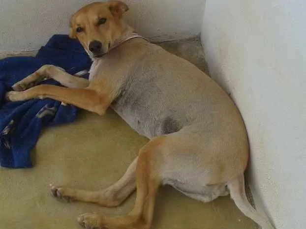 Cachorro ra a SRD idade 4 anos nome Lambis