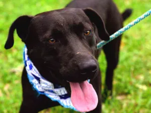 Cachorro raça Mix American idade 2 anos nome Tito