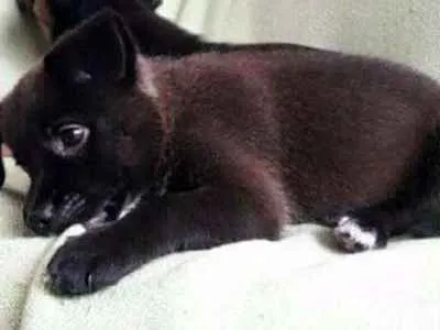 Cachorro ra a vira lata idade Abaixo de 2 meses nome Pooh