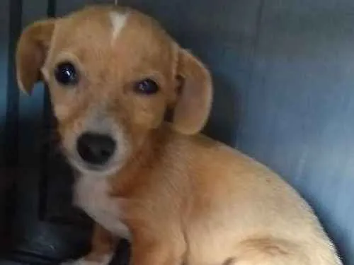 Cachorro raça Vira lata idade Abaixo de 2 meses nome Sem nome