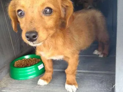 Cachorro raça Vira lata idade Abaixo de 2 meses nome Sem nome