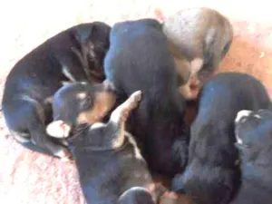 Cachorro raça SRD idade 2 a 6 meses nome Cachorro