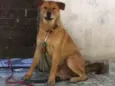 Bolinha