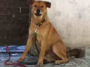 Cachorro raça Xau xau com lavrador  idade  nome Bolinha