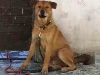 Cachorro raça Xau xau com lavrador  idade  nome Bolinha