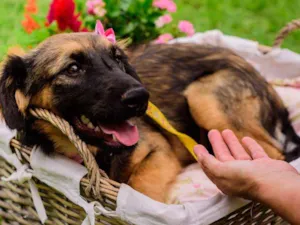 Cachorro raça SRD idade 1 ano nome Amora