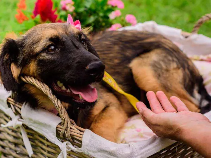 Cachorro ra a SRD idade 1 ano nome Amora