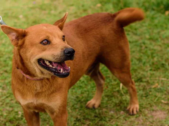 Cachorro ra a Mix Akita idade 3 anos nome Lancelot