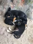 Pantera