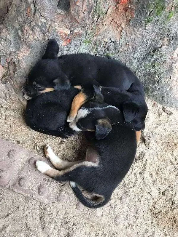 Cachorro ra a SRD idade Abaixo de 2 meses nome Pantera