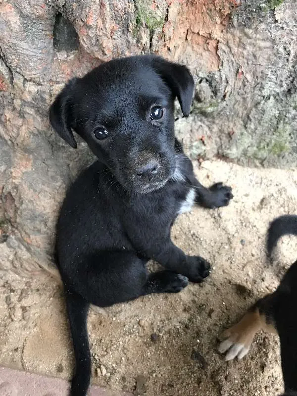 Cachorro ra a SRD idade Abaixo de 2 meses nome Pantera