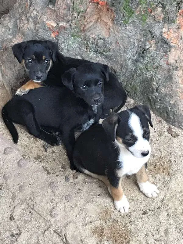 Cachorro ra a SRD idade Abaixo de 2 meses nome Pantera