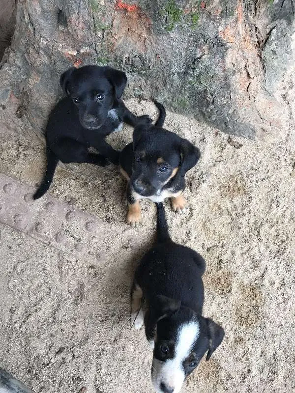 Cachorro ra a SRD idade Abaixo de 2 meses nome Pantera