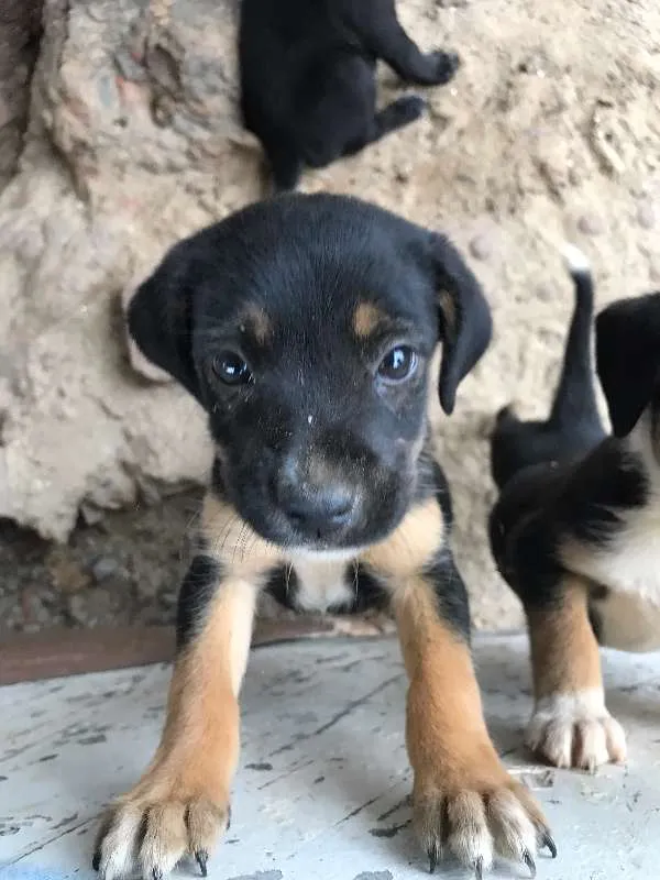 Cachorro ra a SRD idade Abaixo de 2 meses nome Paçoca