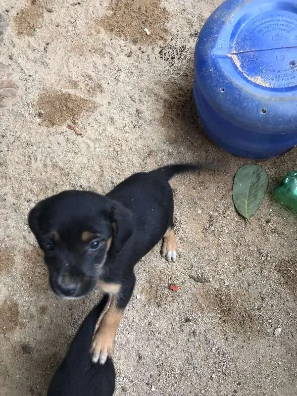 Cachorro ra a SRD idade Abaixo de 2 meses nome Paçoca