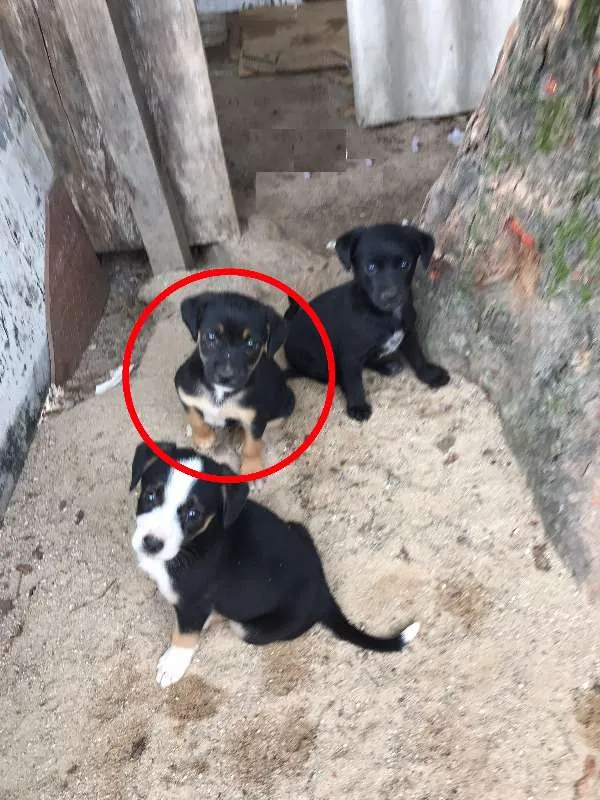 Cachorro ra a SRD idade Abaixo de 2 meses nome Paçoca
