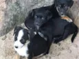Pantera